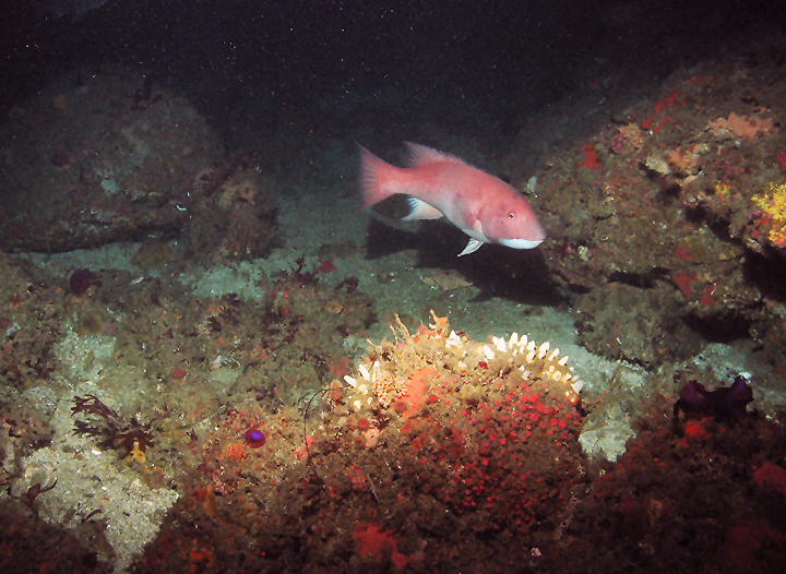 a pink and white fish near the seafloor